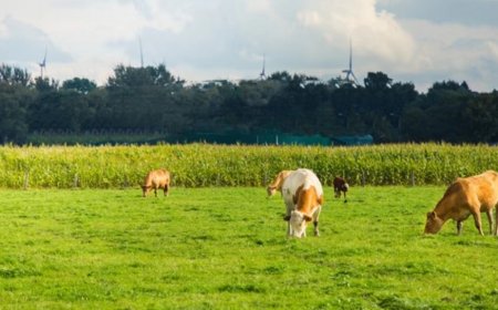 The biogas holder project for the breeding farm 