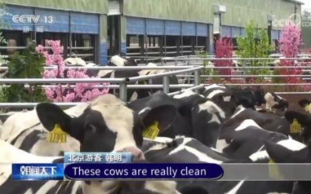 CCTV Report | Turning Waste into Treasure! The secret to the magnificent transformation of cow dung and gutter oil